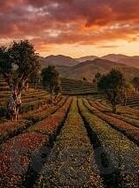 麻豆禁漫app-迈向健康观影的旅程，告别麻豆禁漫app